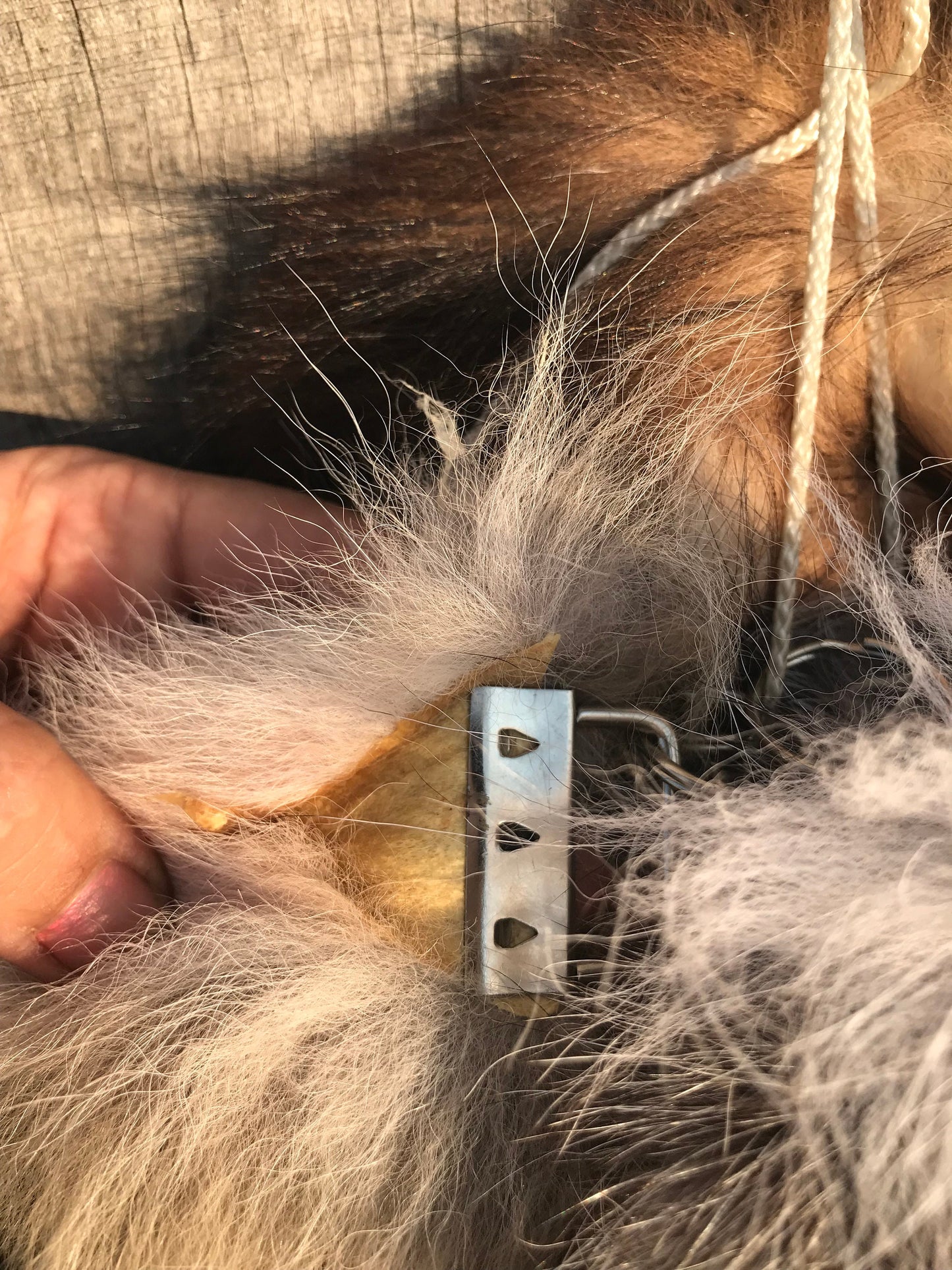 Tanned Red Fox tail, Raccoon Tail, Silver Fox, Coyote, Tail Keychain, Keychain, Tanned Tails, Blue Fox Tails