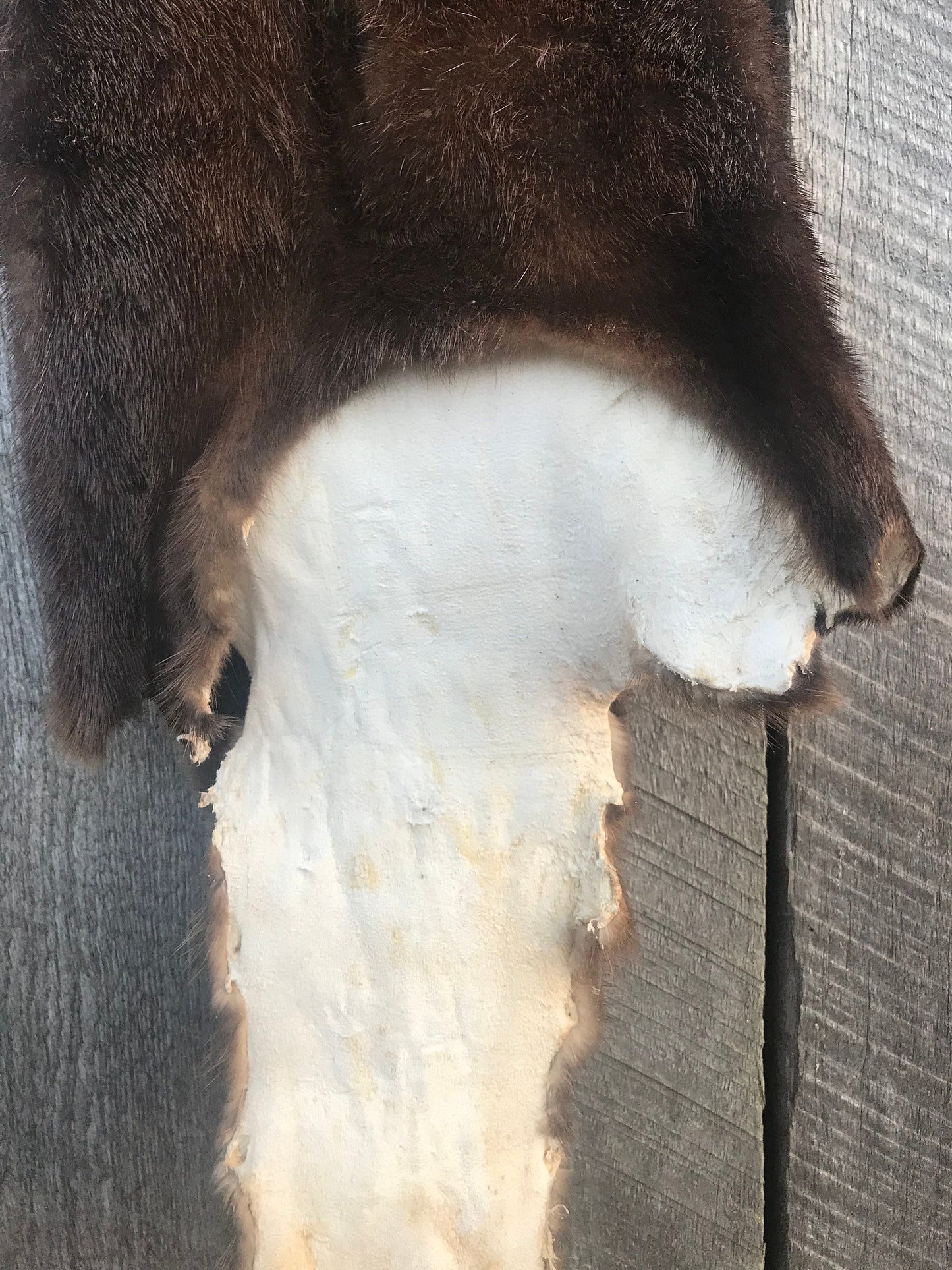River Otter fur, River Otter, Otter Pelt, Kentucky Otter, XXL Otter, River Otter,