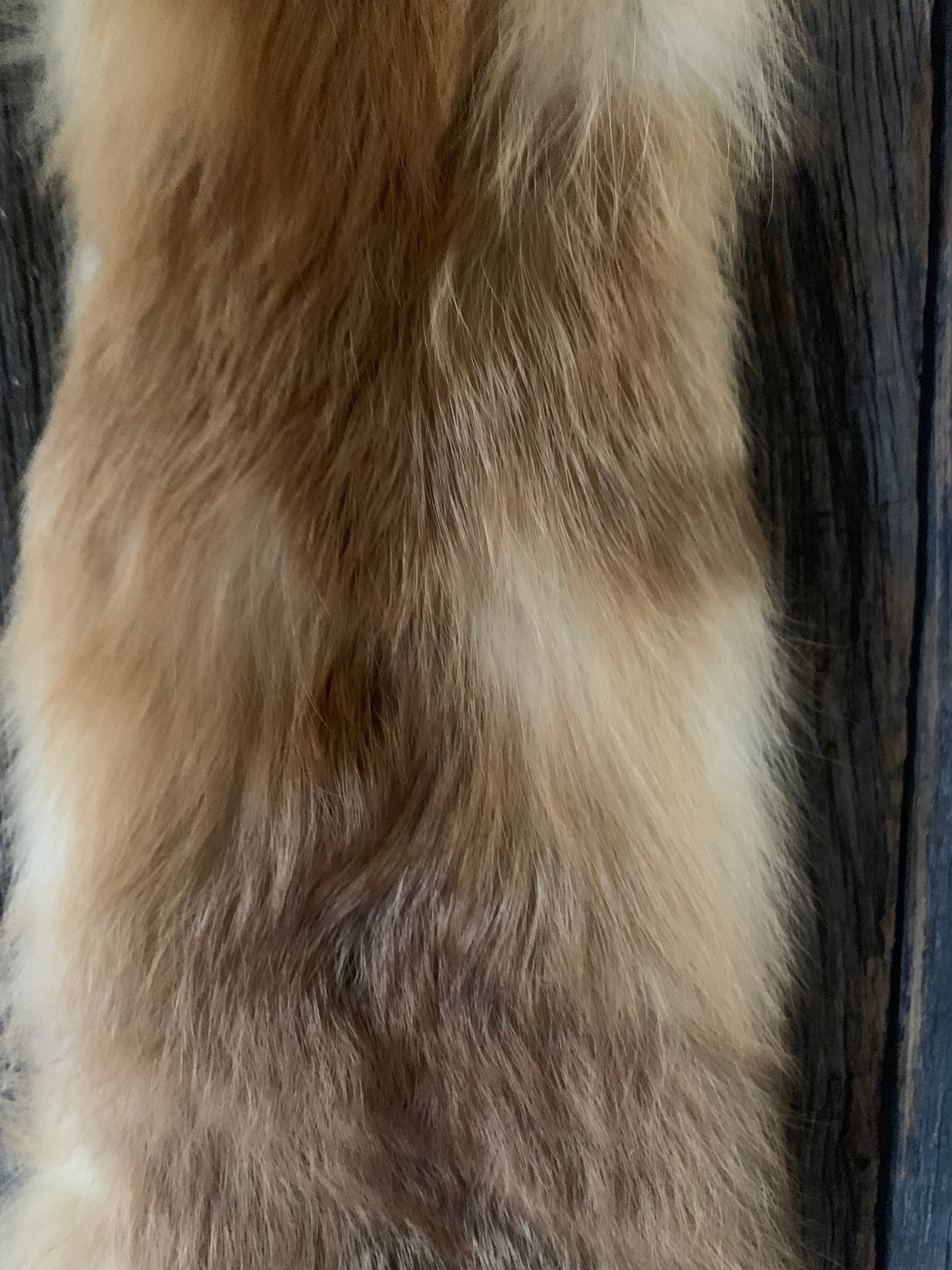 Pennsylvania Red fox, Prime Red fox. Red fox Wall Hanger, Red fox hide, tanned red fox,