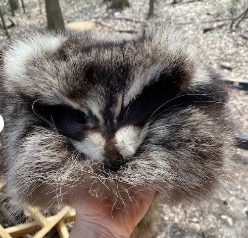 Davy Crockett Raccoon Hat, Racoon Fur Hat