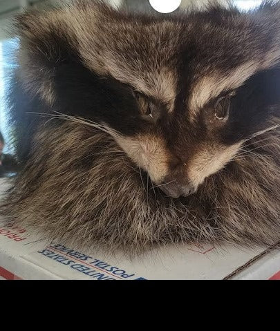 Davy Crockett Raccoon Hat, Racoon Fur Hat