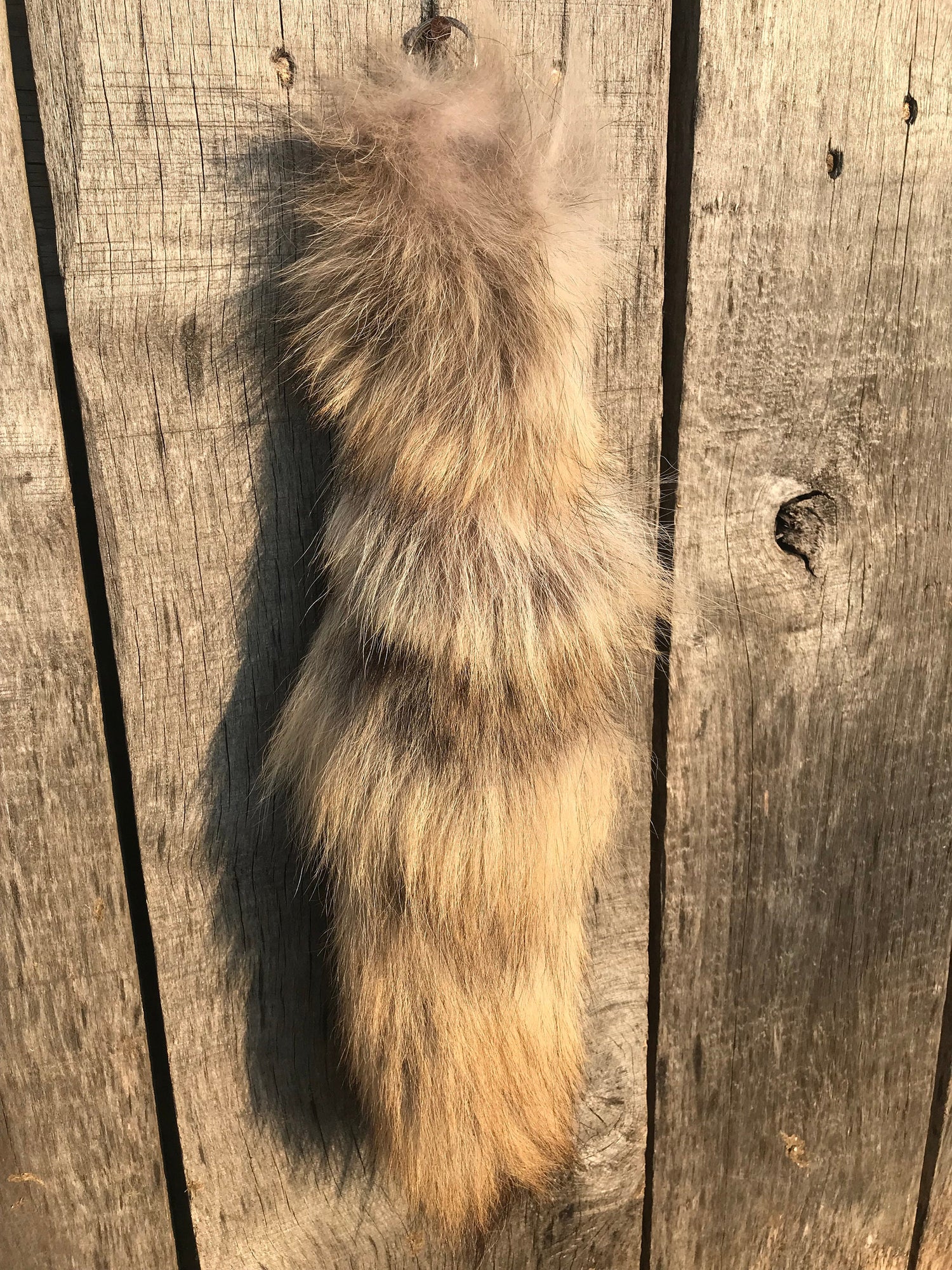 Tanned Red Fox tail, Raccoon Tail, Silver Fox, Coyote, Tail Keychain,