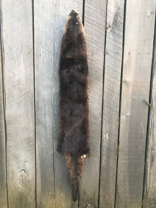 River Otter fur, River Otter, Otter Pelt, Kentucky Otter, XXL Otter, River Otter,