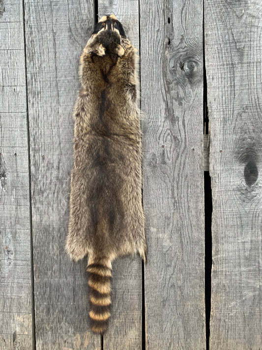 Professionally Soft tanned 3XL #1 Grade Nebraska Raccoon/Coon hide/pelt, Racoon Pelt, Racoon Fur, Craft Fur, Garment Tanned racoon