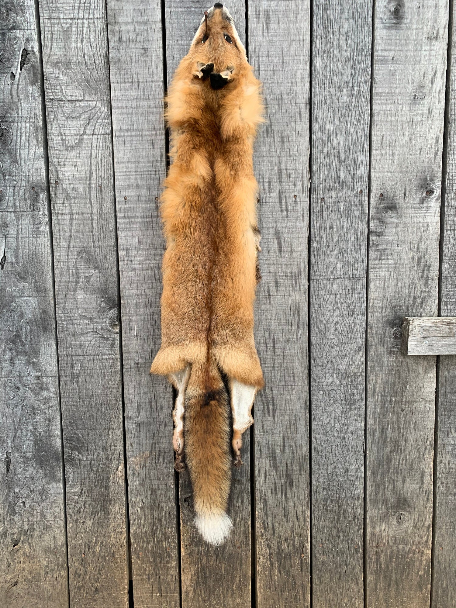 Red Fox Fur Pelt/Tanned Skins