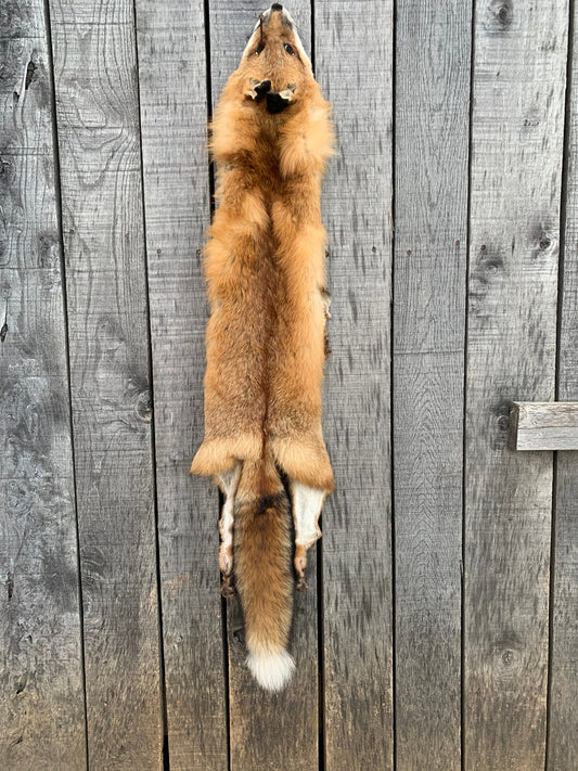 Pennsylvania red Fox, Red fox pelt, garment tanned red Fox, red fox with feet, Tanned Fox, Plush Winter Fed fox