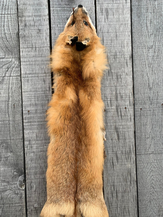 Pennsylvania red Fox, Red fox pelt, garment tanned red Fox, red fox with feet, Tanned Fox, Plush Winter Fed fox