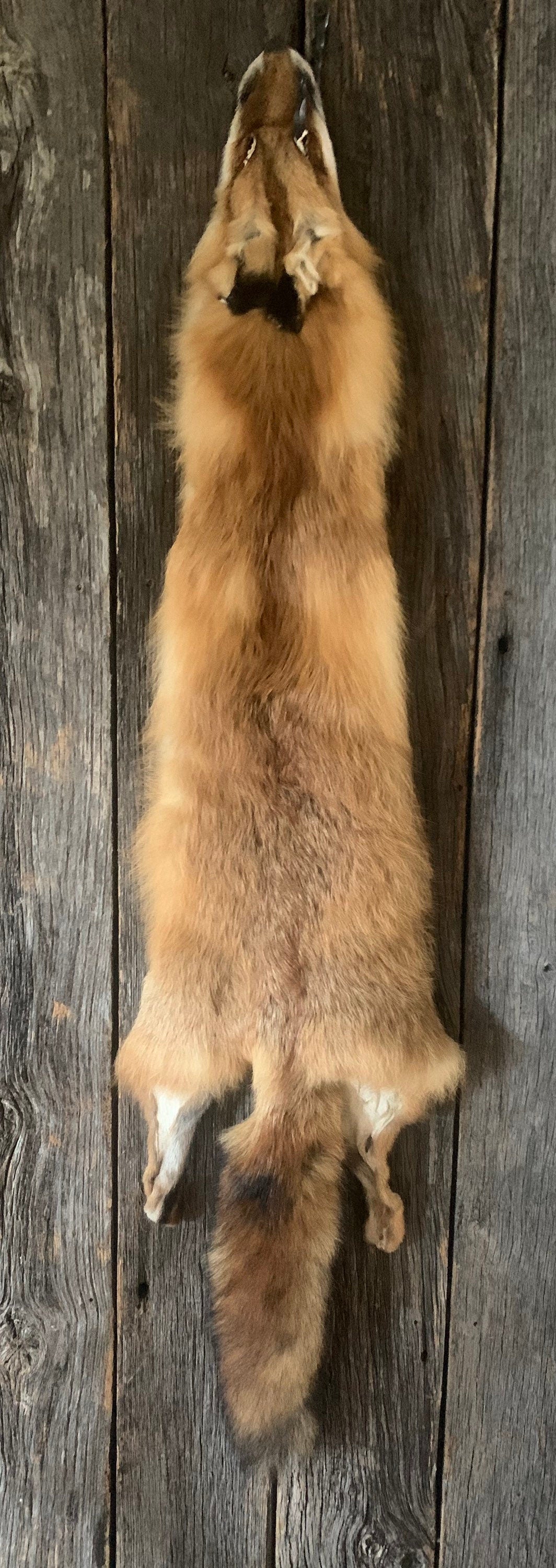 Pennsylvania Red fox, Prime Red fox. Red fox Wall Hanger, Red fox hide ...