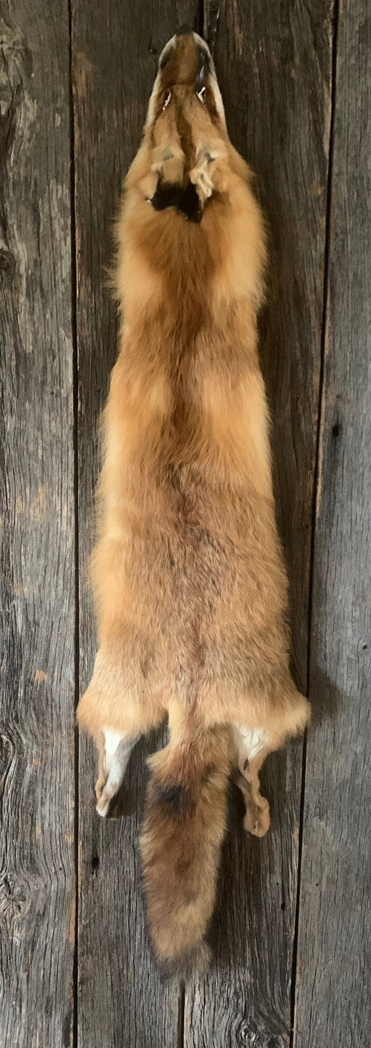 Pennsylvania Red fox, Prime Red fox. Red fox Wall Hanger, Red fox hide, tanned red fox,