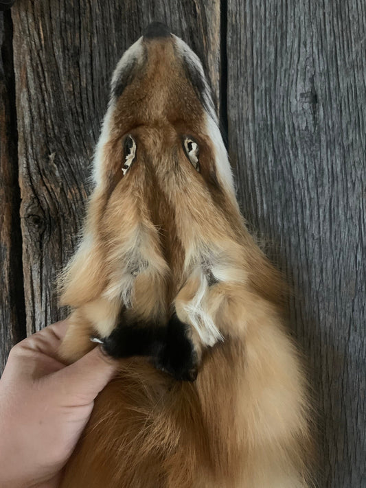 Pennsylvania Red fox, Prime Red fox. Red fox Wall Hanger, Red fox hide, tanned red fox,